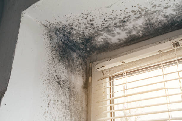 Affordable Mold Remediation solutions in Wilson, NC