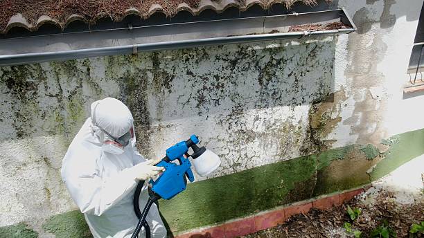 Top rated local Mold Remediation specialists in Wilson, NC